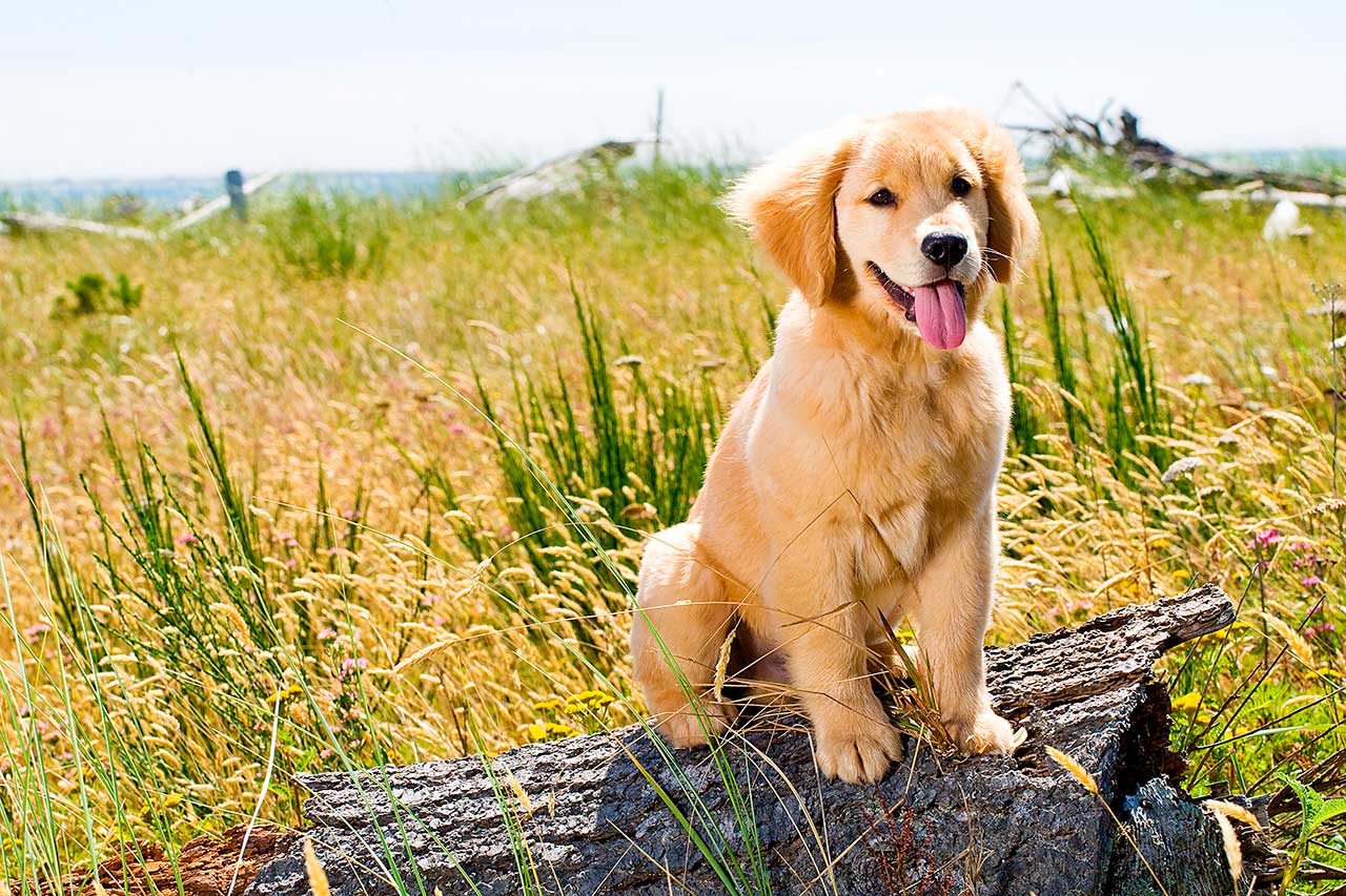 Cachorros, cómo cambiar de pienso sin problemas ni diarreas.